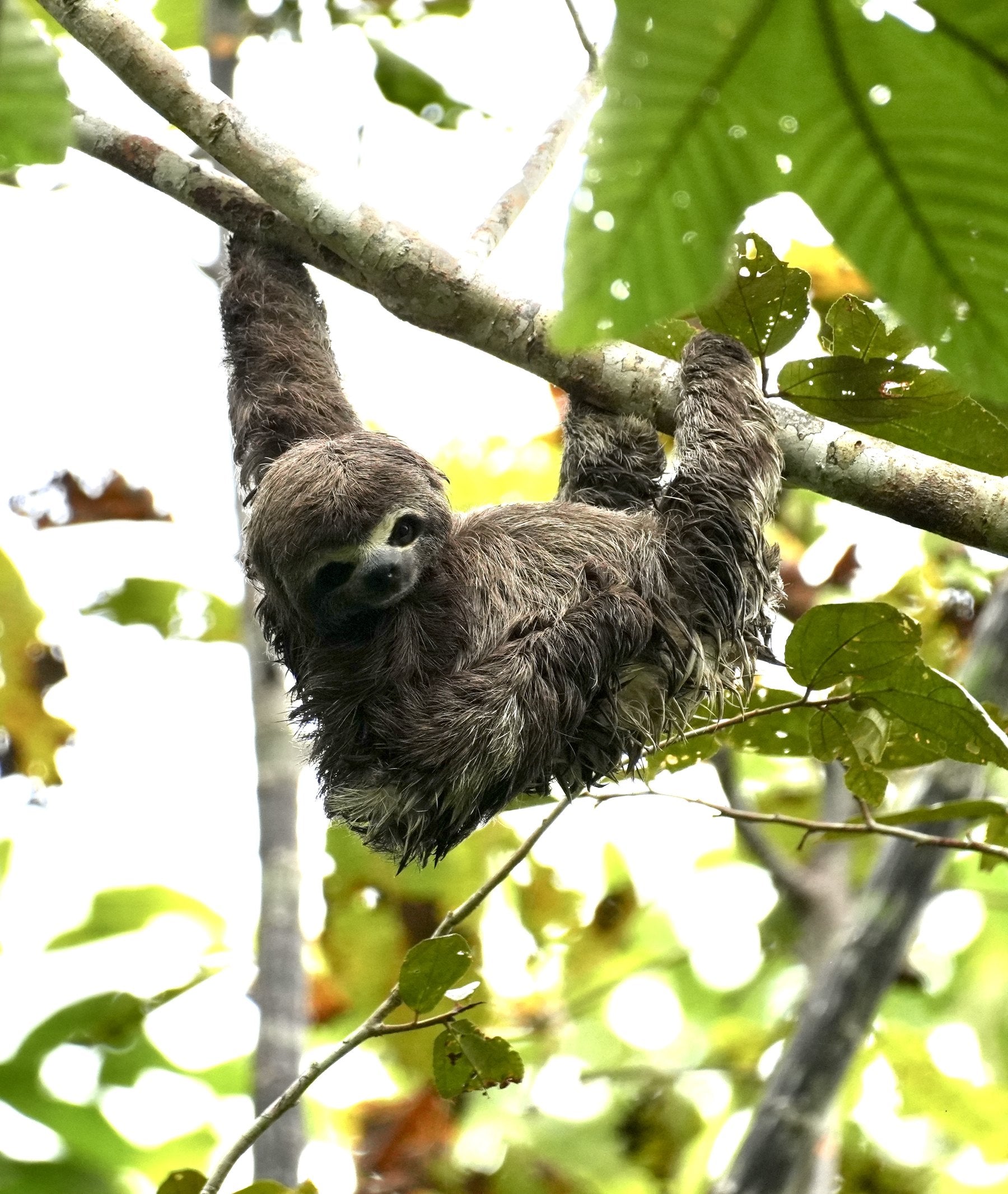 The Amazon, Iquitos Peru